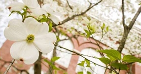 dogwood and building