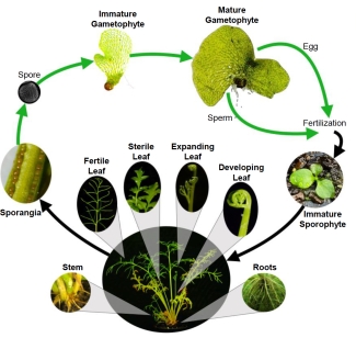 pictorial diagram of fern leaf parts and sections, with text on white