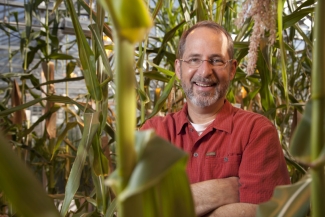 photo of man standing in corn stalks 