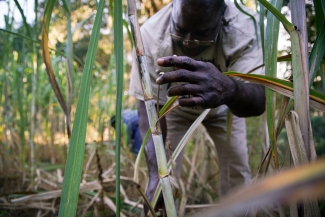 photo of man with sugar cane stalk, day