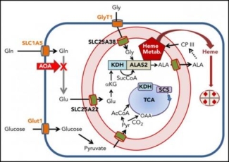 diagram of blood cells with chemical abbreviations 