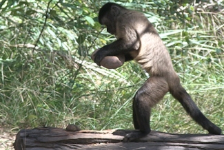 photo of bearded capuchin monkey with stone tool