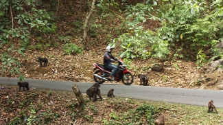 photo of motorcycle driving on a road with monkeys on the sides of the road