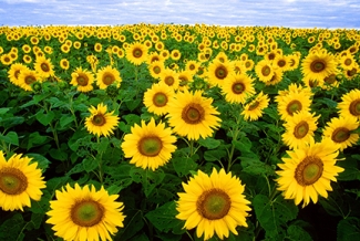 field of sunflowers