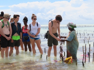 Photo of people in the shallows of a shoreline, with sea weed crop