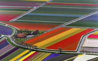 aerial photo of tulip fields, with roads and trees