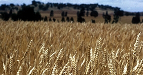 field of wheat