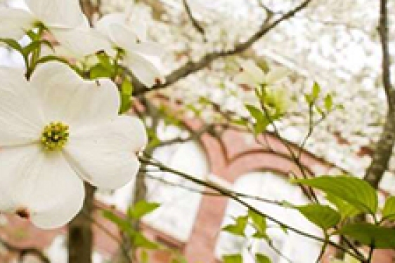 dogwood and building