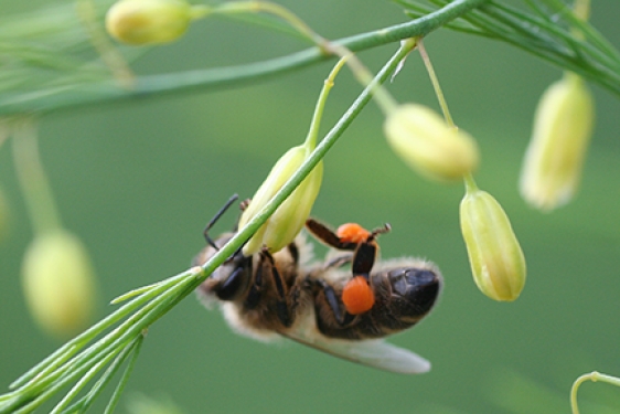 honey been taking pollen from asparagus plant