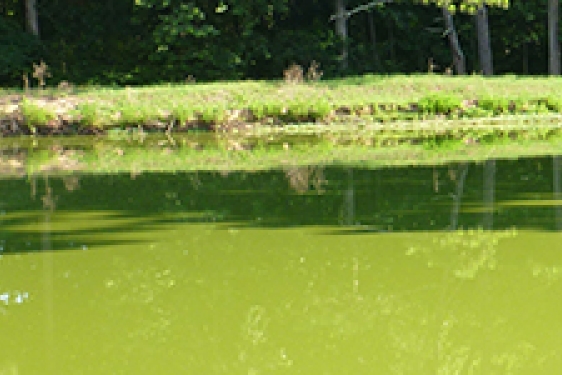 pond green