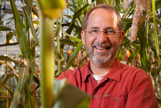 photo of man with corn stalks