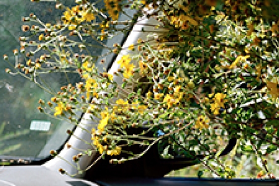 flowers in a car window