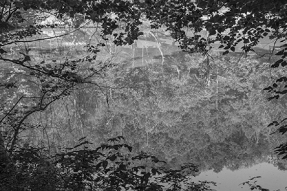 b/w photo of pond surface with trees