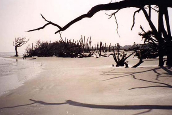 photo of shoreline with trees