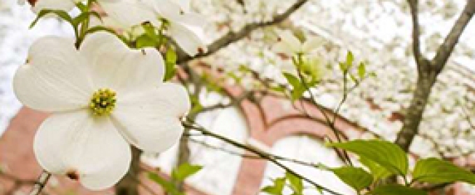 dogwood and building