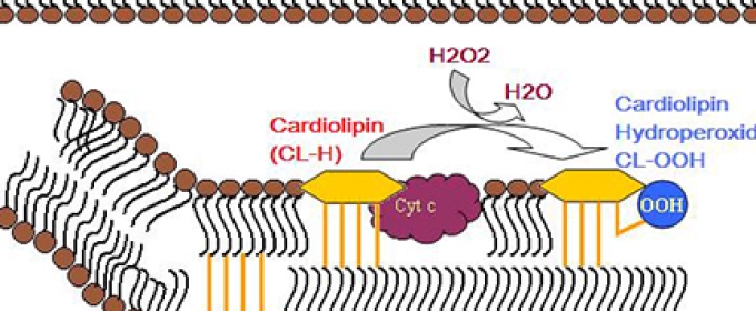 enzyme digram of cardiolipin