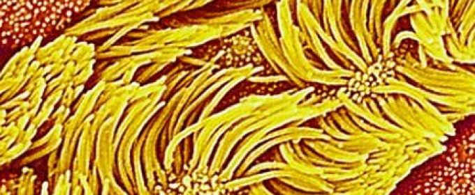 cilia graphic in color