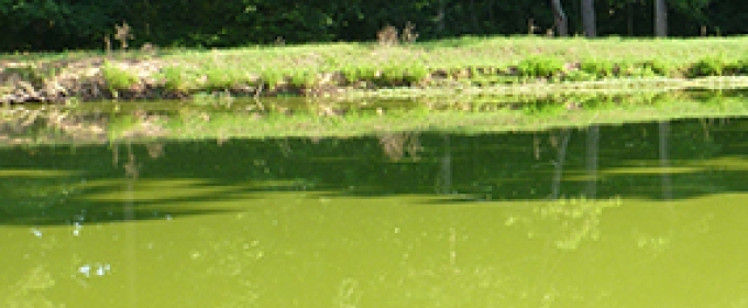 algal bloom on a pond