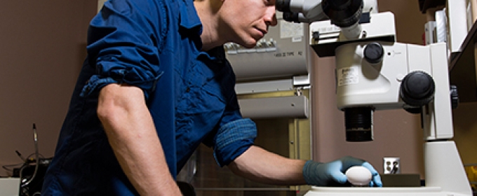 man with eggs and microscope