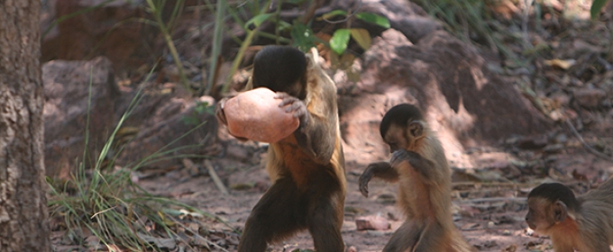  capuchin monkey is striking a nut with a stone hammer.