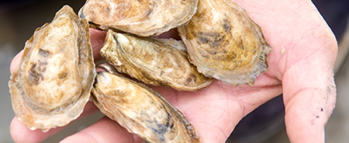 oysters in hand