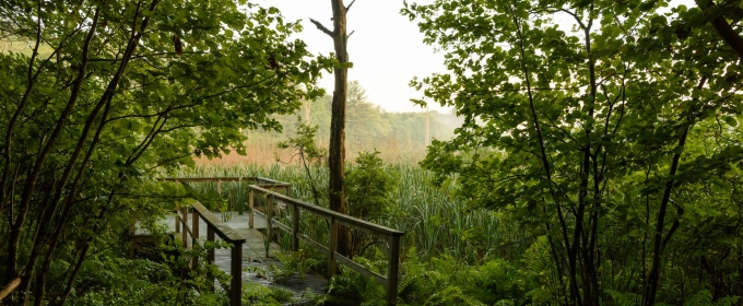 photo of  wooded walking path, day