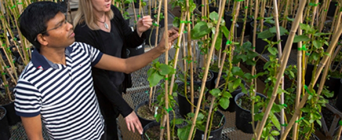 photo of man and woman with plants