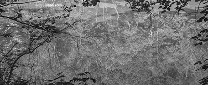 b/w photo of pond surface with trees