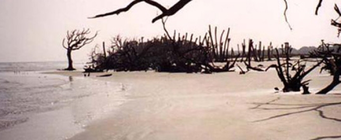 deserted beach with driftwood