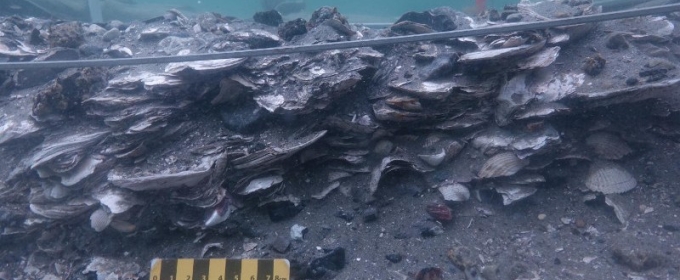 photo of oyster shells under water