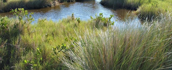 photo of spartina grass, water