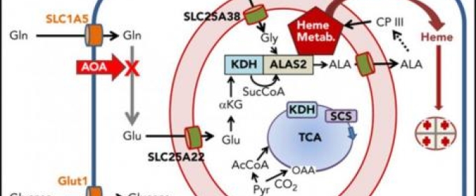 diagram of blood cells with chemical abbreviations 