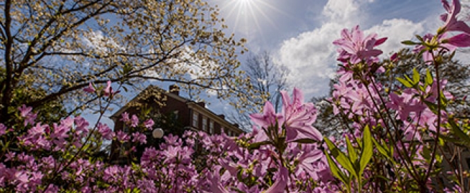 photo of flowers, sky, sun and building