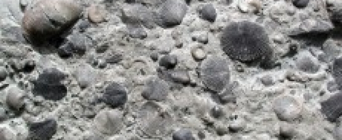 Photo of Fossil Brachiopods