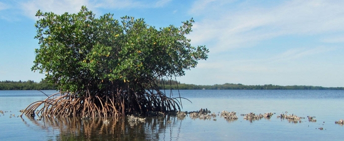 photo of water with plants in the foreground, shore in the distance