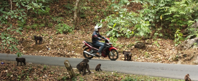 photo of motorcycle driving on a road with monkeys on the sides of the road