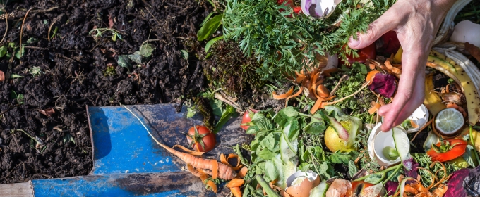 photo of shovel with dirt, vegetable, and hand