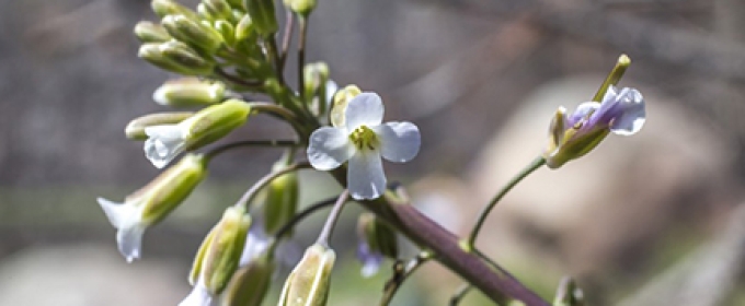 flowering plant close-up