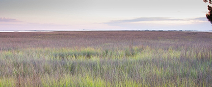 salt marsh day