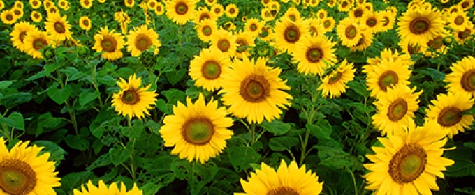 field of sunflowers