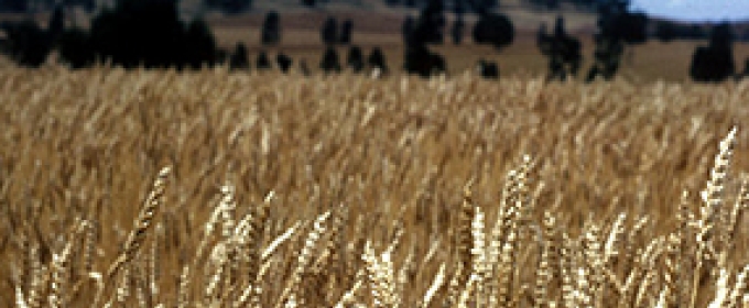 field of wheat